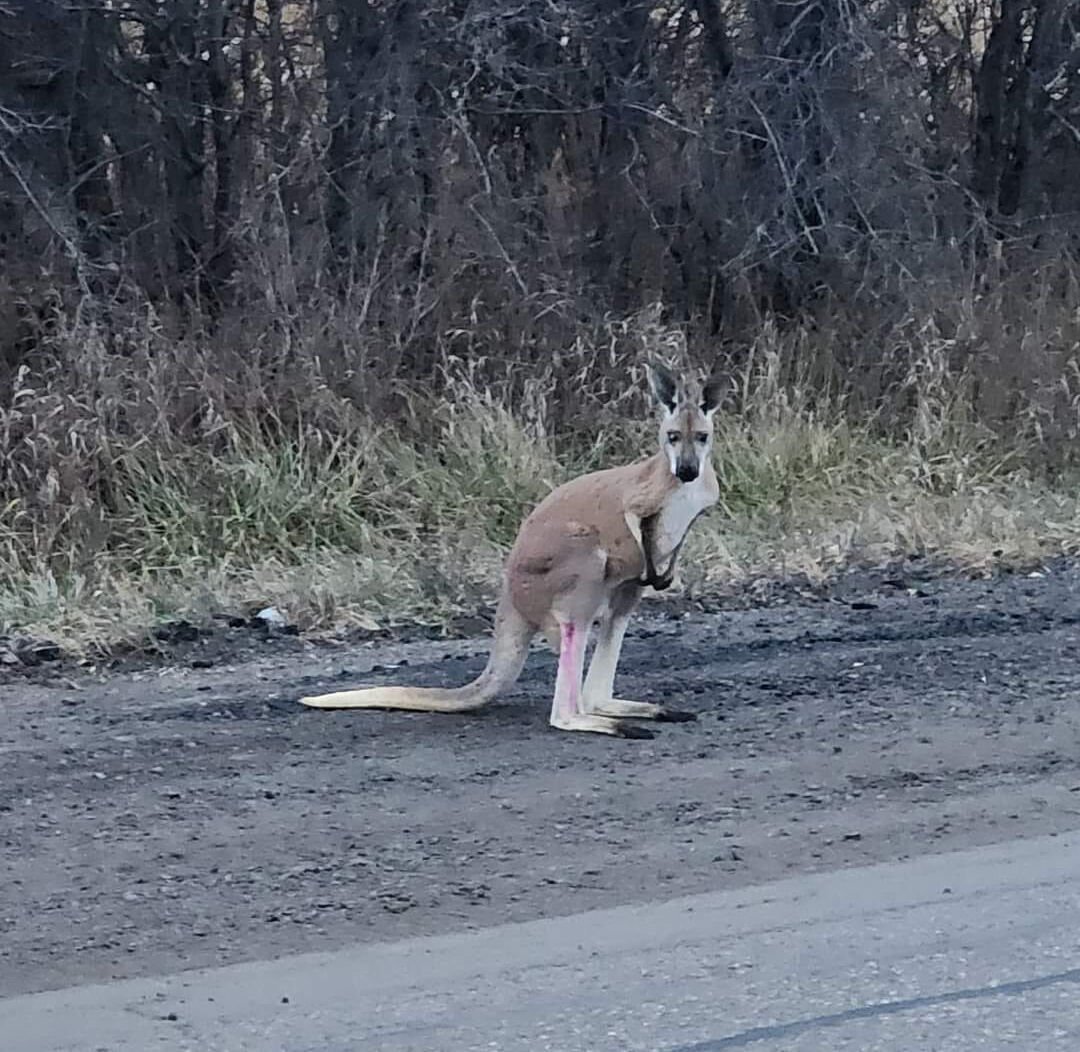 *Search continues for loose kangaroo in Oshawa after it escaped during pit stop at local zoo* /Durham police confirmed that a delivery driver transporting two kangaroos to Quebec made a pit stop Thursday night at the Oshawa Zoo to “let the kangaroos stretch their legs” when one of the creatures escaped its handlers./ The search continues Saturday in the Oshawa area after a kangaroo was spotted hopping alongside roadways by passing motorists a day earlier. At least two short clips of the escaped marsupial were posted online after motorists filmed the loose kangaroo bouncing through ditches during the early morning hours of Dec. 1. In an email with the Star on Friday evening, Sgt. Joanne Bortoluss of Durham Regional Police Service confirmed that a delivery driver transporting two kangaroos to Quebec made a pit stop Thursday night at the Oshawa Zoo to “let the kangaroos stretch their legs. “Unfortunately, during this break, one of the kangaroos managed to escape and has been sighted multiple times (Friday).” Durham police are not actively involved in the hunt for the kangaroo, Bortoluss confirmed. Police issued an alert on X, the platform formerly known as Twitter, earlier Friday saying a kangaroo had been spotted in the area of Harmony Rd. N. and Winchester Rd. E., and they warned against approaching it. Cameron Preyde, the park supervisor at the Oshawa Zoo and Fun Farm who was aiding in the search of the kangaroo, told the Star in an email Friday that the searchers have a “very good idea of where the animal is. “We don’t expect it to travel very far, if at all,” Preyde wrote, “We’re going to put in every effort tomorrow (Saturday) to get the kangaroo into a safe and warm environment tomorrow and make sure it gets as much delicious food and water as it wants. “This incident absolutely sucks, but it’s wonderful to know that this incredible community is willing to come together to help,” he wrote. “This animal doesn’t belong to The Oshawa Zoo and that doesn’t matter.” The search was halted overnight but resumed Saturday morning, Team Chelsea told the Star. In one video, posted by Team Chelsea, a kangaroo, illuminated briefly by headlights, can be seen bounding alongside a vehicle. According to Team Chelsea, a lost pet search group, the kangaroo was spotted at 7:43 a.m. on the south side of Winchester Road heading westbound from Harmony Road. In a second video provided to durhamregion.com by Landon Rellinger, a kangaroo can be seen hopping in a ditch while a red car keeps pace with the runaway animal. “We thought it was a deer at first, but then we saw it hopping,” Paul Rellinger, driving while his son Landon shot the video. “As we got closer, we realized, nope, it’s definitely a kangaroo or something similar.” Volunteers were scouring the area on Friday to locate and secure the furry fugitive after Team Chelsea began receiving calls about a loose kangaroo on Friday morning, said Janet Grixti, who runs the search group. Grixti is appealing to the public to keep an eye out for the missing marsupial and to call Team Chelsea with any tips, as the organization is in contact with experts in dealing with exotic animals such as kangaroos. But, she stressed, the public should not approach the wild kangaroo as they’re prone to kicking. Team Chelsea can be reached at 905-666-4676. “Absolutely, they can kick, and we don’t want anyone to get hurt or the kangaroo to get hurt,” said Grixti. “If you see it, do not approach it. Call us right away, and we’ll send help.” She added that this is the first time Team Chelsea has been called in to help locate and rescue a kangaroo. “We’ve helped save emus and lots of other different creatures, but this is a first for us,” said Grixti. “It’s not something you see every day.” Grixti also stressed that the kangaroo did not escape from the Oshawa Zoo. She told The Canadian Press “we will not personally be securing the kangaroo” and police are advising anyone who spots the marsupial to stay away.