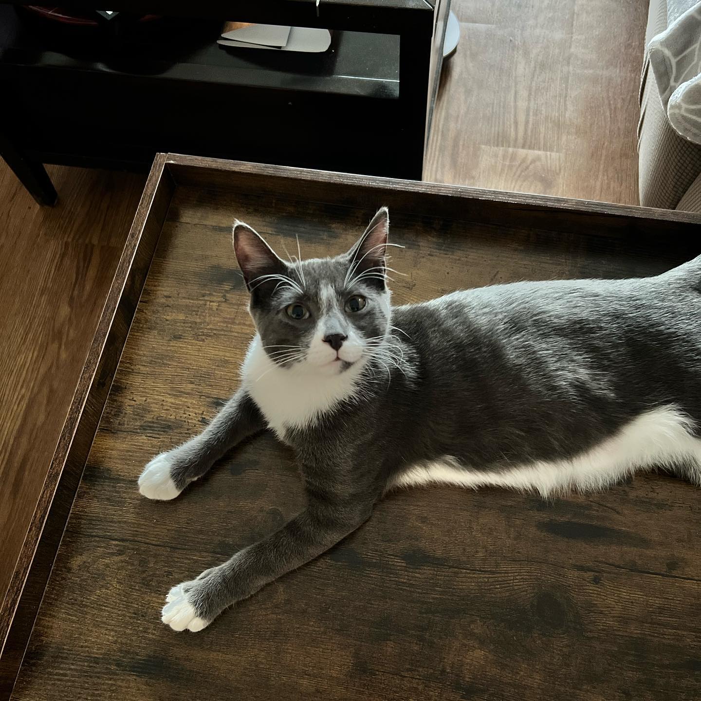 I got a new roommate and he refuses to help with rent.

This is Monkey 🙈  @melissafro