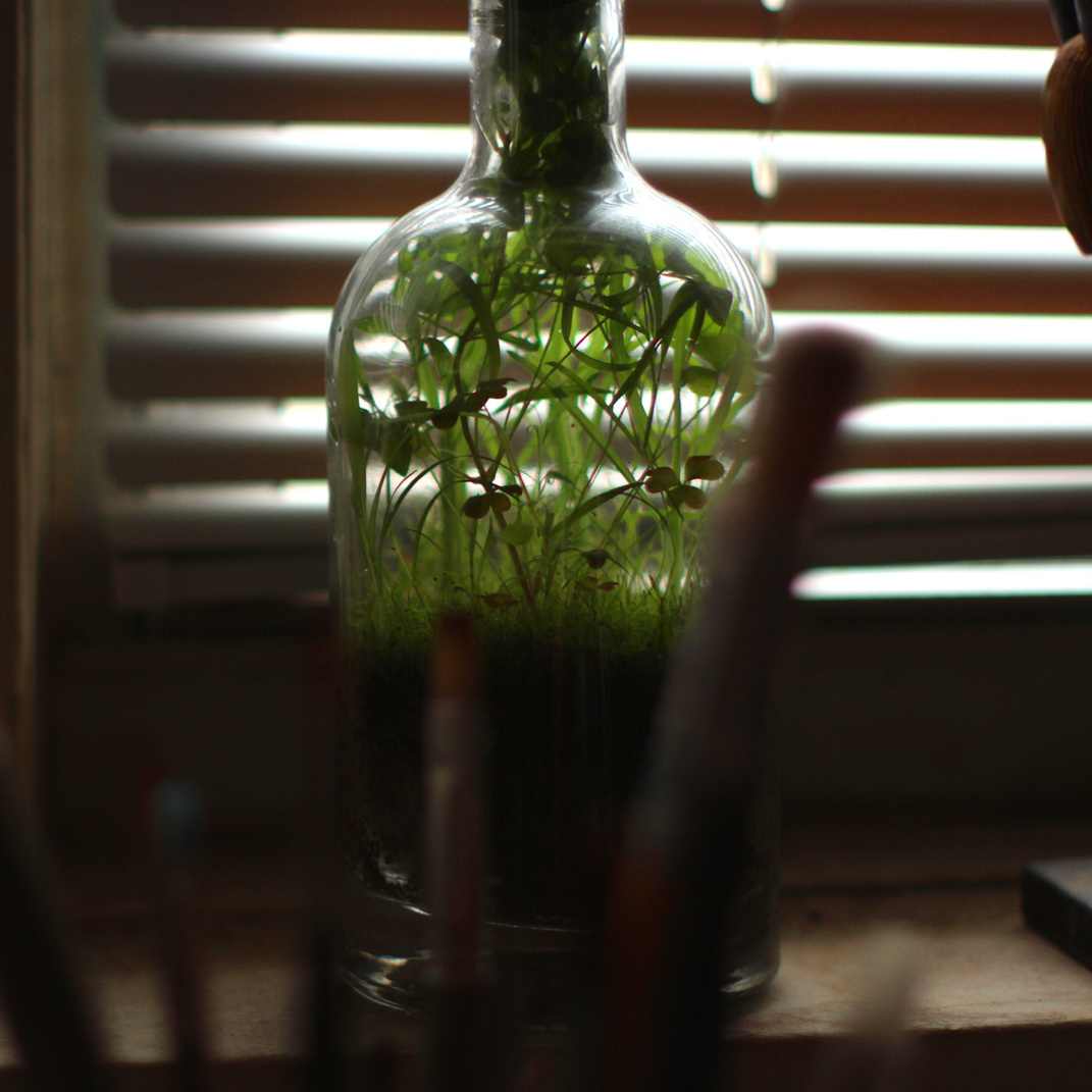 The terrarium is nearly 6 months old now. It started as an even tuft of Polytrichum (haircap) moss and has expanded to the limit of the system. The moss has reached a mature size so it should be able to continue thriving. The rest of the flora I viewed as hitchhikers but it may work out anyway. The growth has literally bottle-necked and I'm curious where it will go from here. The mini jungle seems to have struck a balance so I'm determined to keep the seal intact and leave this little world to fate