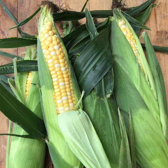 Ontario Corn is sure to bring the delicious taste of summer to any dish no matter how you prepare it.
https://t.co/IlAE6PgJgm https://t.co/hQ1RYNbwJA


https://bit.ly/3KyJRyO