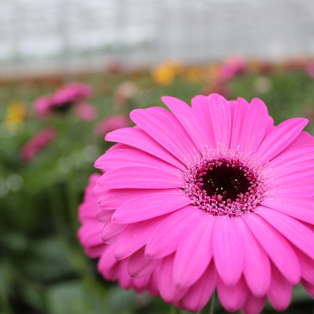 Treat yourself or the ones you love to some beautiful Ontario-grown flowers this month! @pickontario  #flowers #supportlocalfoodlandontario