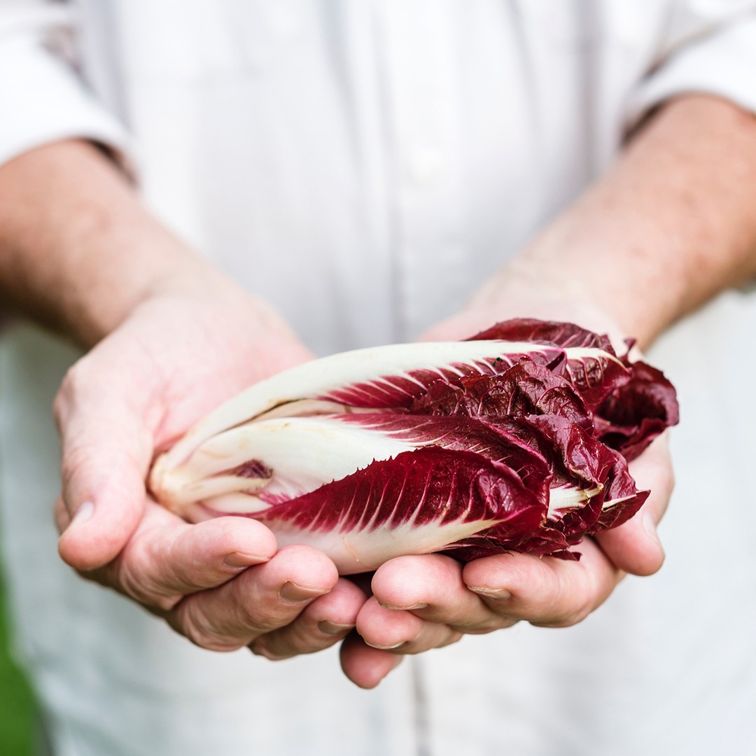 Radicchio is now in season in Ontario! Known for its bright colour and spicy flavour, radicchio makes an excellent addition to salads and lends itself to grilling and roasting which mellows out the flavour. #EatLocal #loveONTfoodfoodlandontario