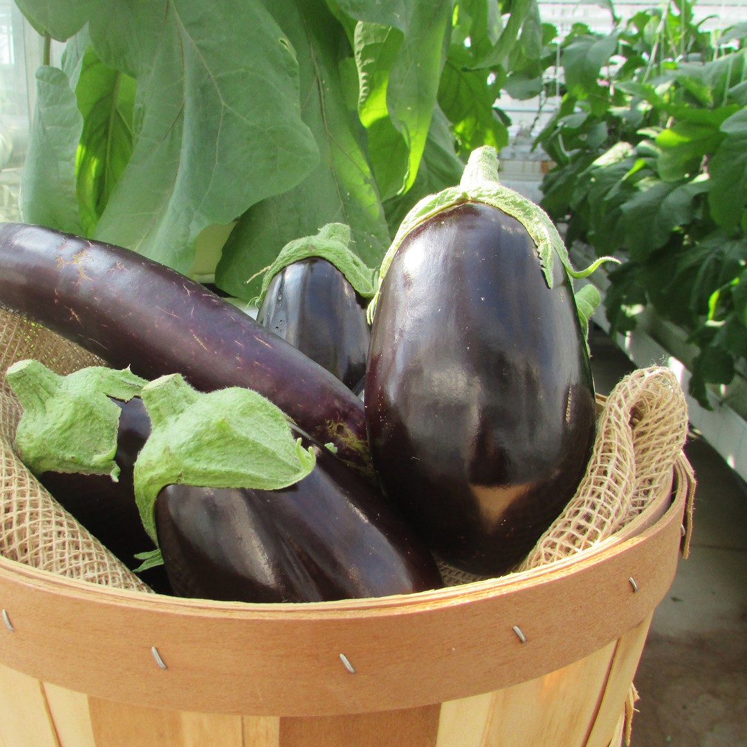 Ontario eggplant is now in season! To reduce bitterness, we recommend lightly salting the eggplant once cut and then letting it sit for 15 minutes before rinsing, drying and cooking. #FoodHack #eatlocalfoodlandontario