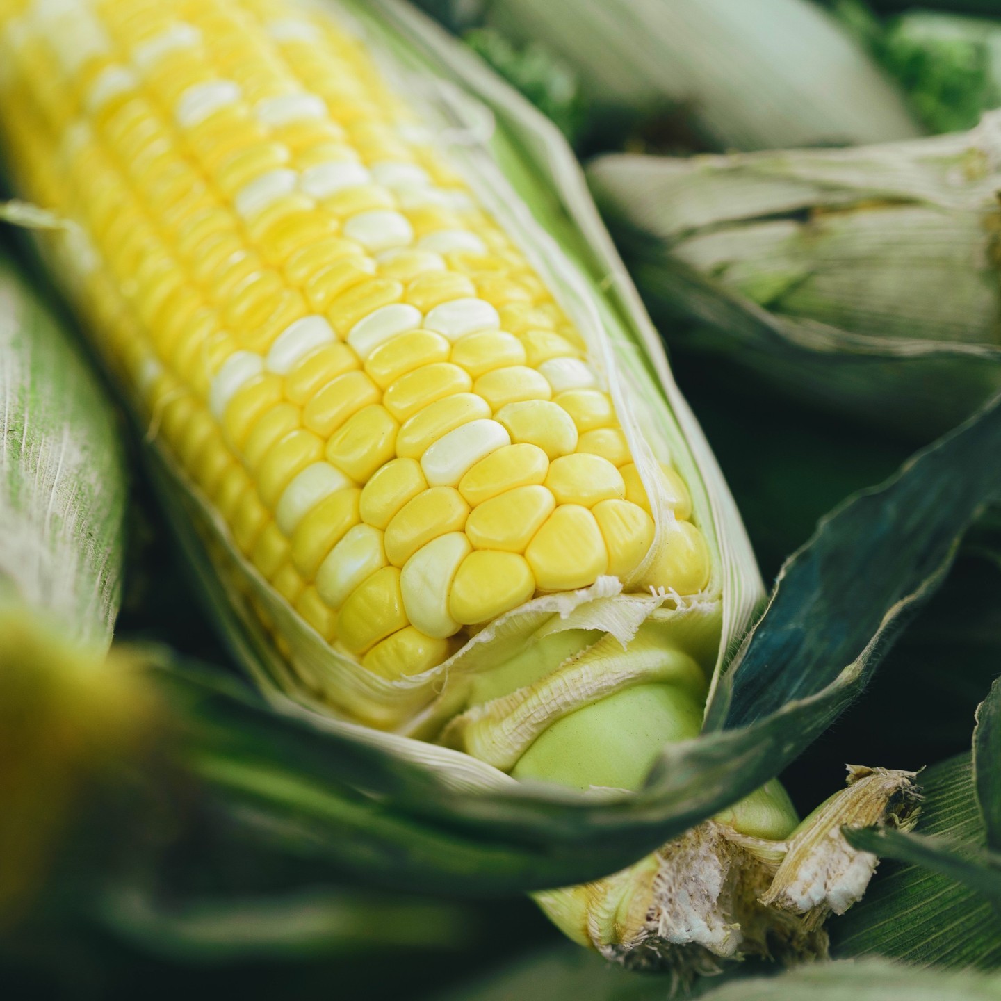 Warm weather means Ontario Corn is now in-season! Visit our website for delicious recipes featuring Ontario's summer bounty! #loveONfoodfoodlandontario