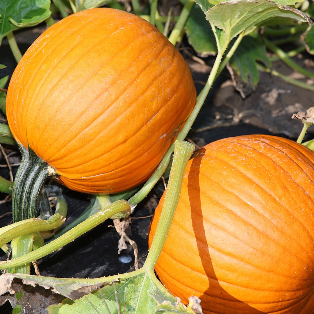 Pumpkin season is in full swing! From pies to soups, these versatile beauties bring autumn to your table. Pick up fresh Ontario pumpkins and enjoy the taste of the season in every bite. #loveONfoodfoodlandontario