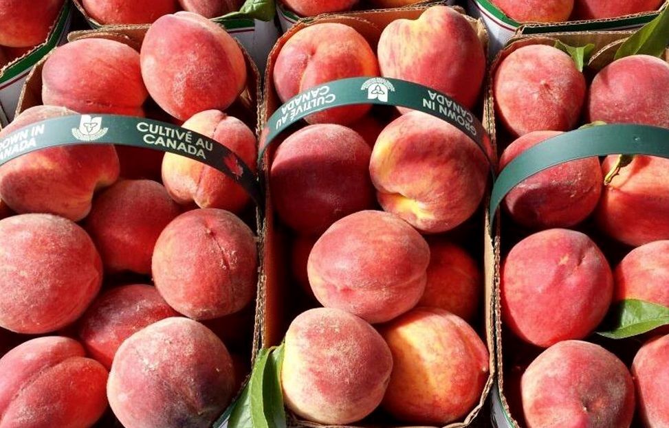 Cabbagetown Farmers Market
Ontario peaches make every summer a little better! Visit the Cabbagetown Farmers' Market to get your Ontario peaches and more Ontario produce today.

http://www.cabbagetownmarket.ca/