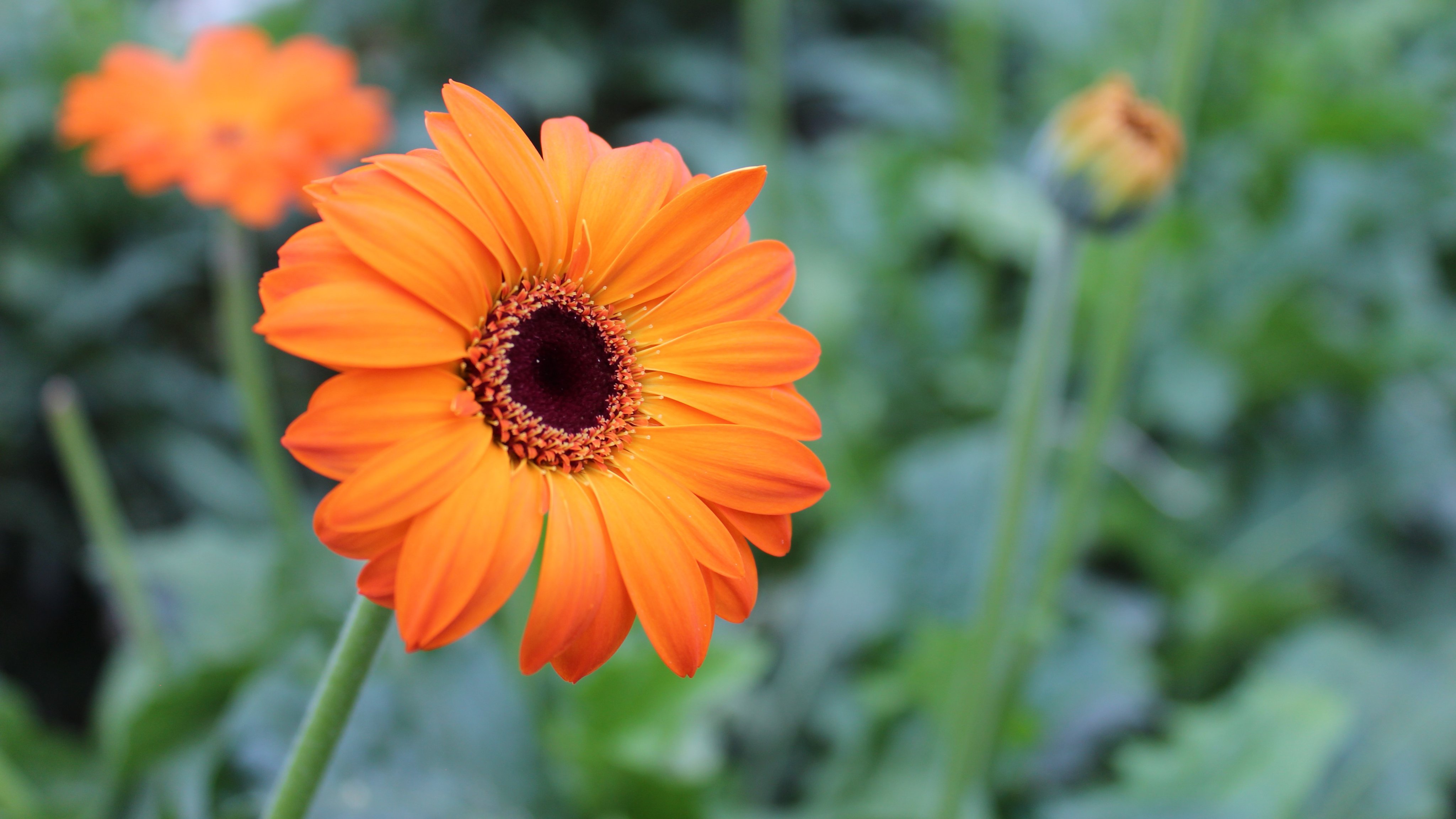 Treat yourself or the ones you love to some beautiful Ontario-grown flowers this month! @PickOntario #SupportLocal #Flowers https://t.co/gqQichQu2k