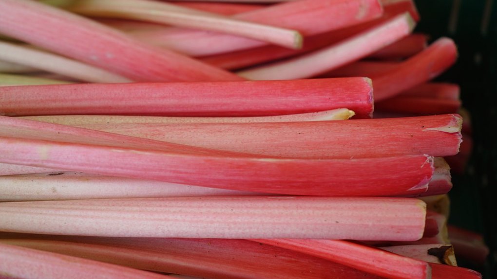 Forced Rhubarb is back in season in Ontario! Perfect for partnering with other fruits in pies and tarts, what is your favourite way to use Ontario Rhubarb? #loveONTfood #eatlocal https://t.co/qeYBJEIeQ9