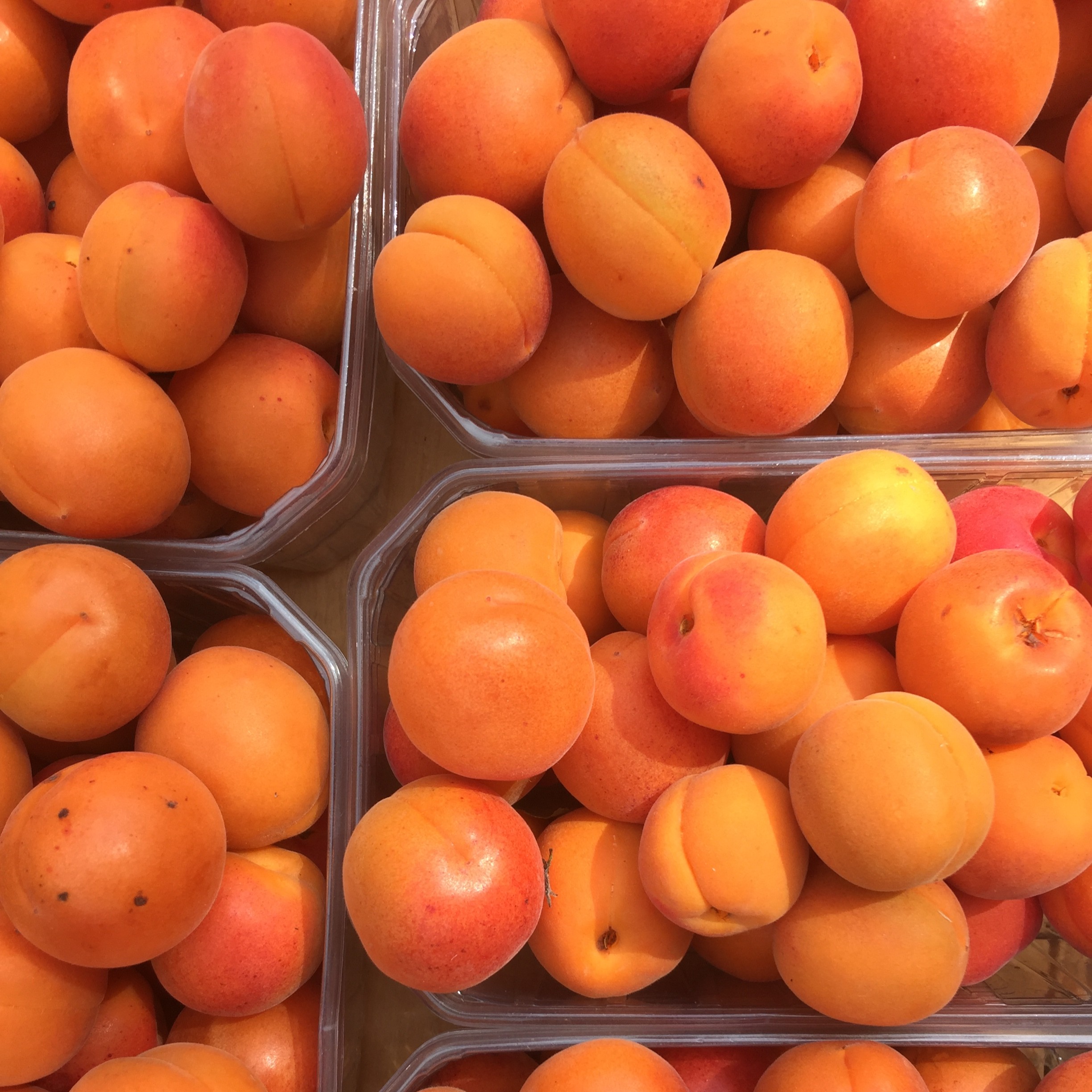 Ontario Apricots are full of sweetness and the perfect treat on a warm Summer day. Visit our website for apricot recipe inspiration.
https://t.co/wtWOvxsyiT
@OntTenderFruit https://t.co/kK3Ddyp08r


https://www.ontario.ca/foodland/food/apricots