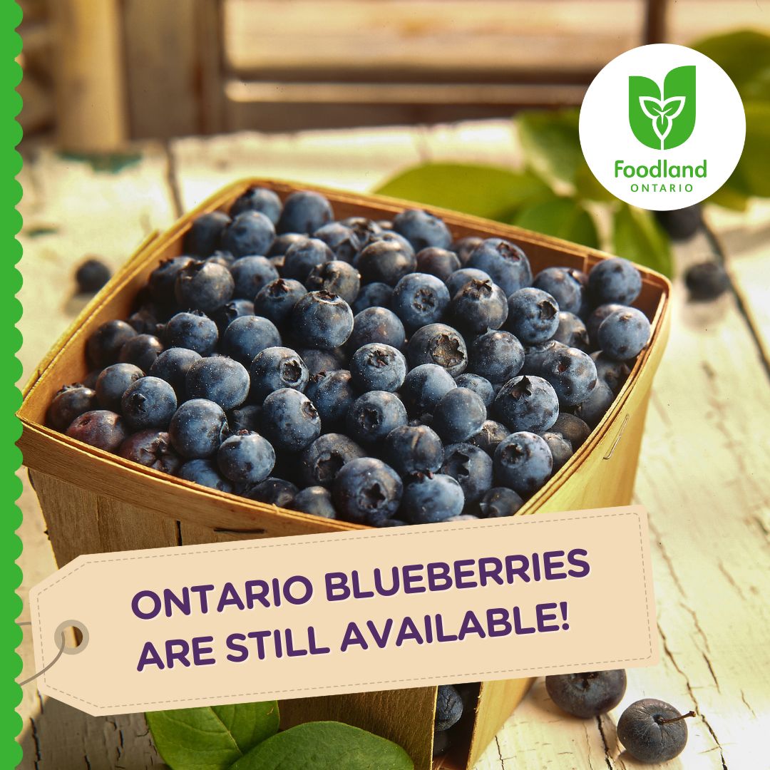 Ontario blueberries are nearly at the end of their season! Pick some up to enjoy now, or freeze to use throughout the winter. 
https://t.co/QI8sStG28D
@OntarioBerries https://t.co/tLE8hmxBDW


https://bit.ly/3qUrT34
