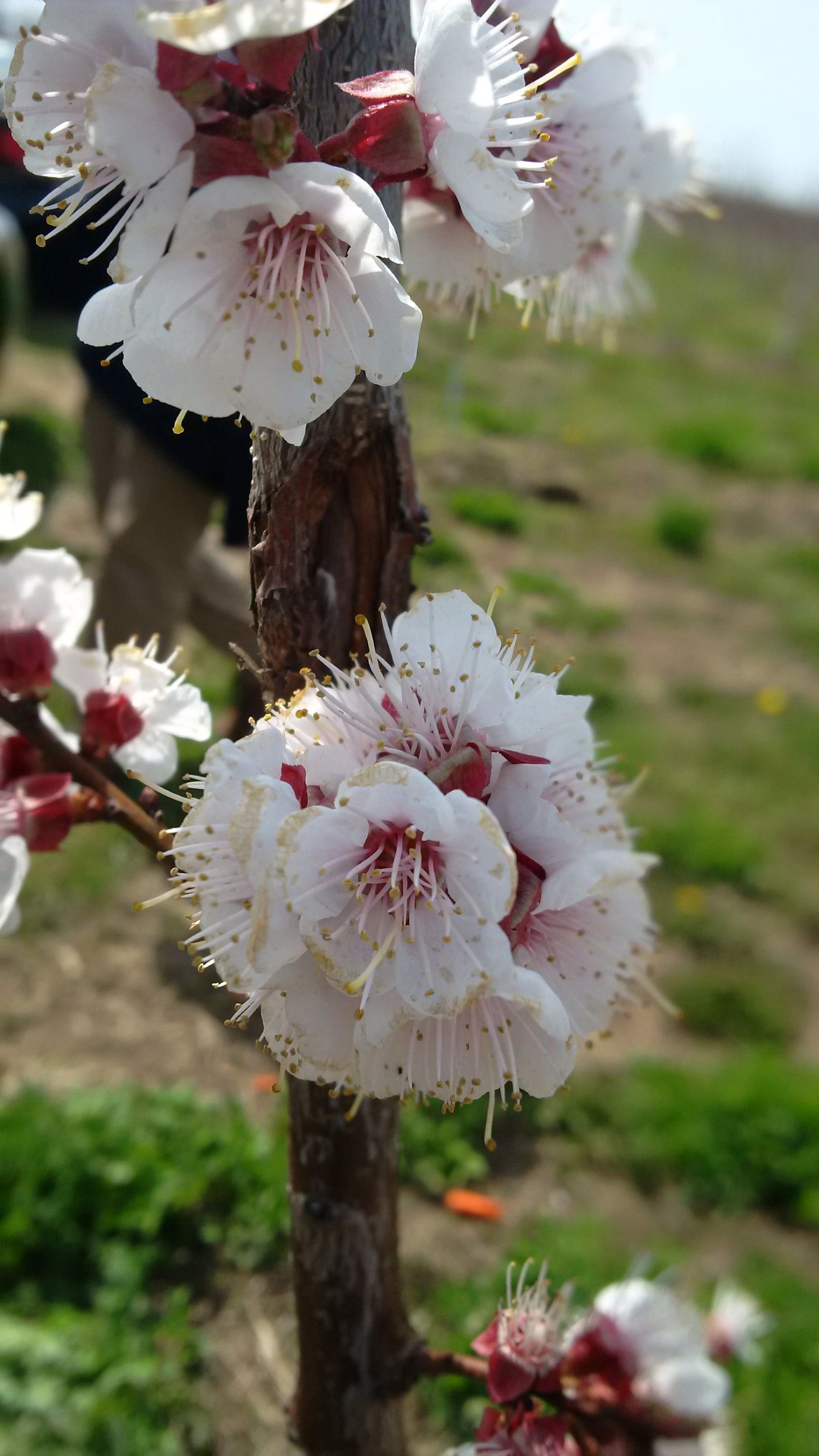 Ontario apricot trees in bloom - Did you know they are considered 