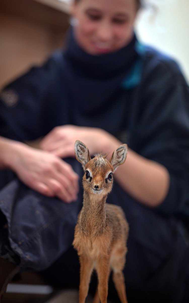 No one said anything about dik dik pics. 
