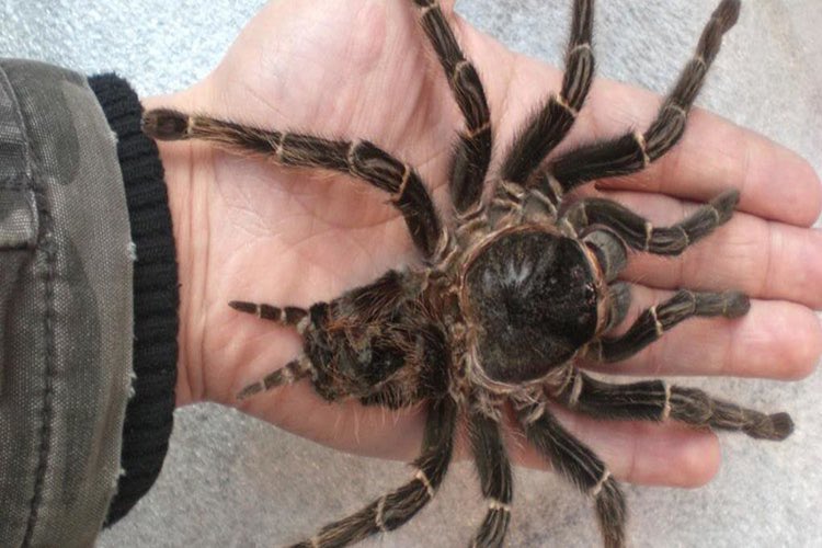 &ldquo;Please, my cat is very sick&hellip;&rdquo; https://t.co/Dz3uLAZgk6