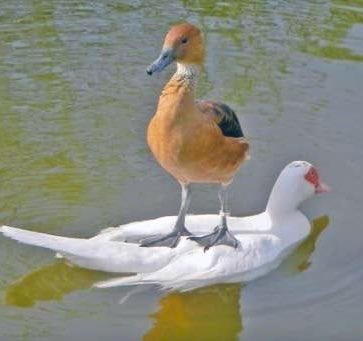 Establish dominance by literally standing on their back like they're a pool floaty. https://t.co/PI9JTEfVrJ