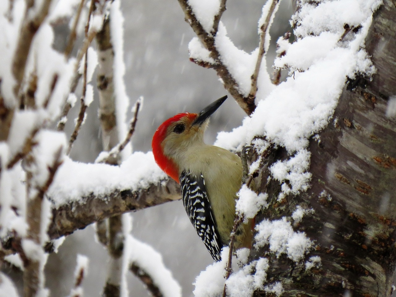 During the spring and summer months when the fruit is plentiful, it can make up as much as 50% of a woodpecker's diet. The rest comes from a variety of