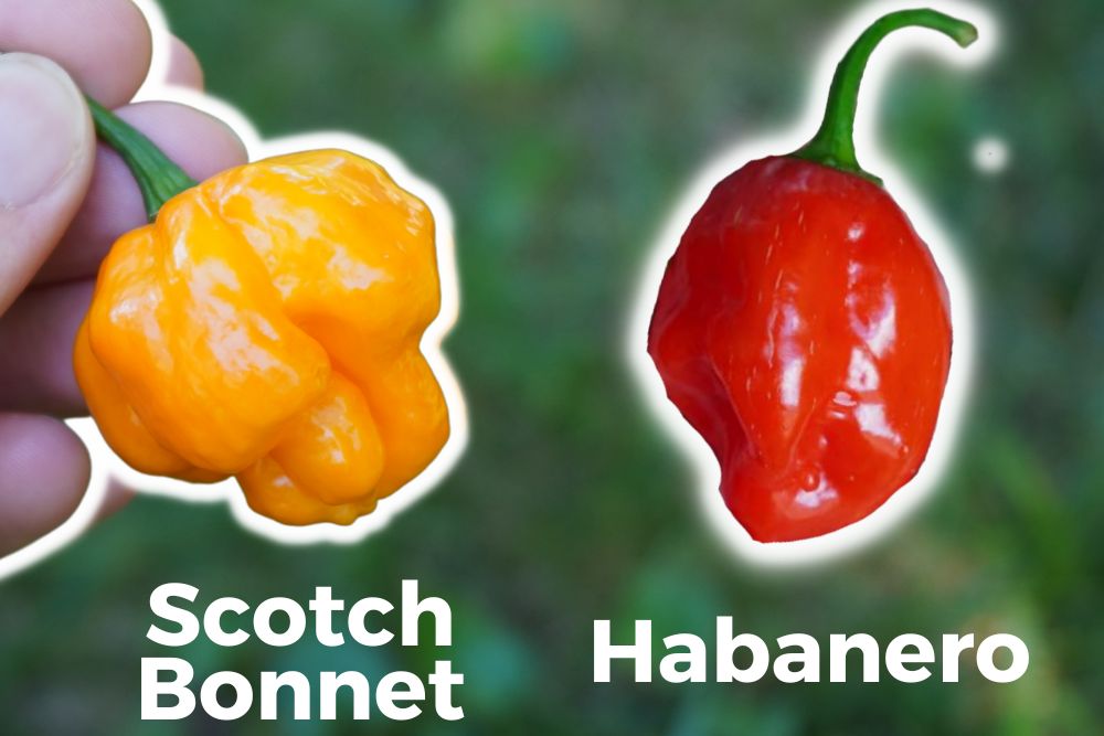 Scotch bonnet vs. habanero peppers - learn the key traits that set these two popular hot peppers apart, from heat to flavor and more!