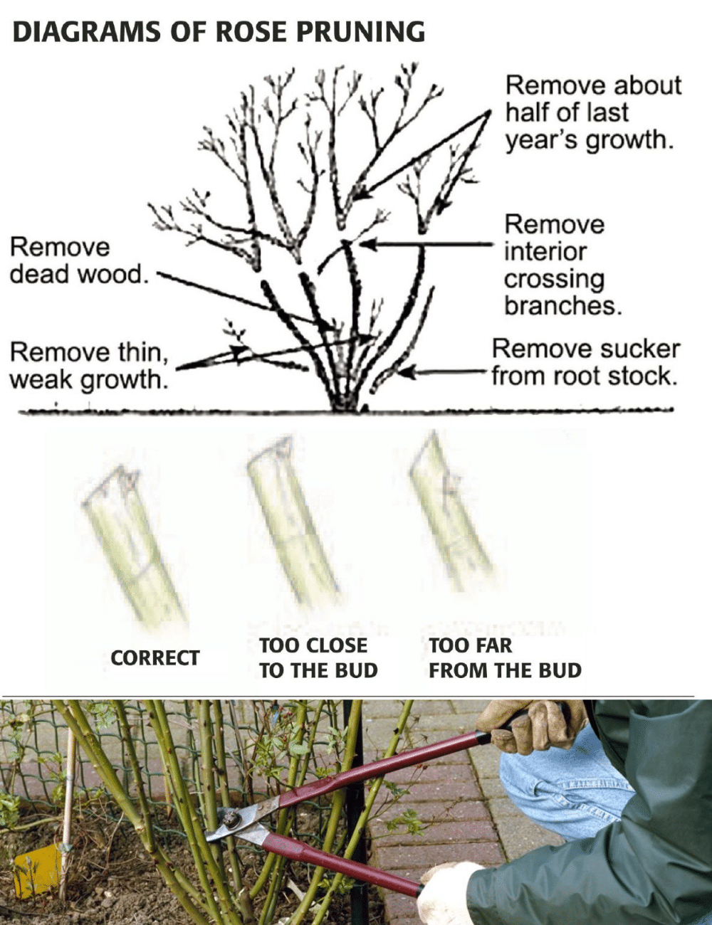 Pruning is an essential task for maintaining healthy, vibrant rose bushes. Whether you're growing hybrid teas, climbers, or shrub roses, pruning promotes new growth, encourages blooming, shapes the plant, and prevents diseases. However, improper pruning can lead to weak growth and fewer flowers. Learning when and how to prune a rose bush will ensure your roses thrive throughout the growing…