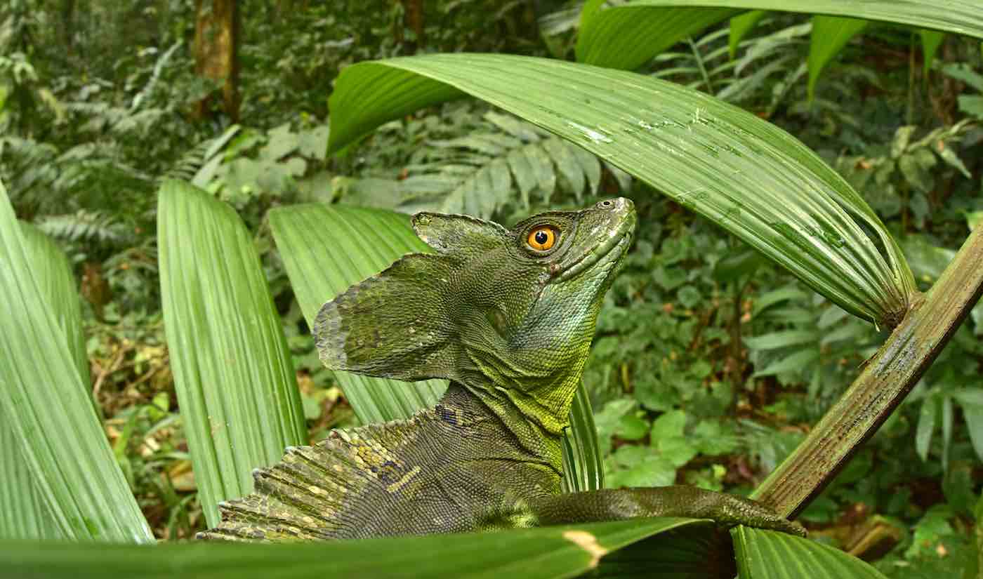 These stunning discoveries mean that conservationists can now better protect the region from deforestation and habitat loss.