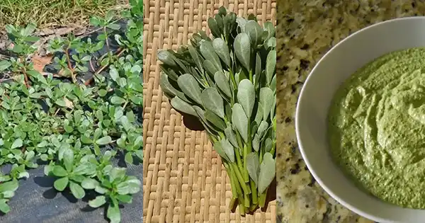Purslane (Verdolaga) has transformed from a nuisance in gardens to a valuable treasure! This extraordinary plant is reclaiming its position in farmer's markets and esteemed restaurants, providing not only health advantages but also culinary satisfaction. https://youtu.be/kFN9gfGwSiQ Referred to by different names such as hogweed and pigweed, Purslane is a weed…