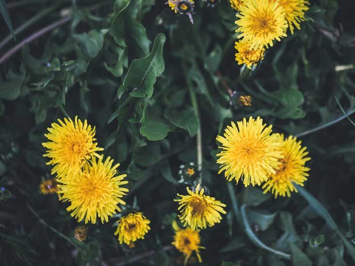 You may know dandelion as a stubborn weed in your garden, but this plant may also benefit your health. Discover 13 potential benefits of dandelion.