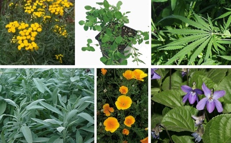 From marijuana to catnip, there are hundreds of common herbs, flowers, berries and plants that serve all kinds of important medicinal and health purposes.