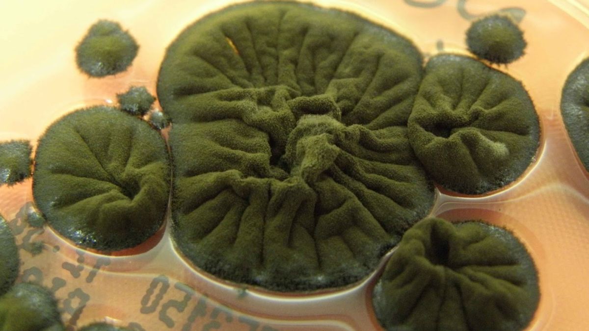 The Chernobyl exclusion zone may be off-limits to humans, but ever since the Unit Four reactor at the Chernobyl Nuclear Power Plant exploded nearly 40 years ago, other forms of life have not only moved in but survived, adapted, and appeared to thrive.