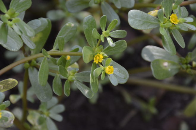 Purslane is antibacterial, antiscorbutic (prevents scurvy), depurative (remove toxins from the body), diuretic (releases salt and water from the kidneys), and febrifuge (reduces fever). Very rich in omega-3 fatty acids, more than any other leafy vegetable, 350 mg a-linolenic acid (only acquired through diet), which is good for the circulatory and an immune system.  It also contains melatonin which regulates sleep.  Vitamin A (44%25) content is one of the highest in leafy greens as well, an antioxidant and essential for vision, supports the skin, and protects from lung and oral cancers.  Purslane is rich in Vitamin-C, and some B-complex vitamins and minerals. Potent antioxidants betalain alkaloid pigments (B-cyanins and yellow B-xanthins) are in purslane.   Purslane contains six times more Vitamin E than spinach and seven more times the beta carotene than carrots.  It contains a high amount of pectin which is known to lower cholesterol. Sometimes it is feed to poultry to reduce the amount of cholesterol in their eggs. High amounts of oxalates just like in spinach are present in purslane, so those susceptible to kidney stones should not consume it excessively.