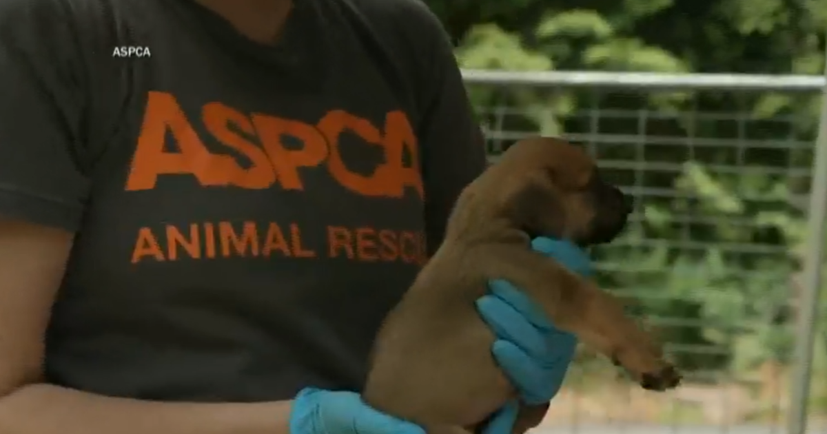 The ASPCA is not an umbrella organization for local organizations with SPCA in their names.