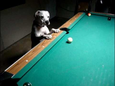 come watch halo the pool dog shoot some billiards