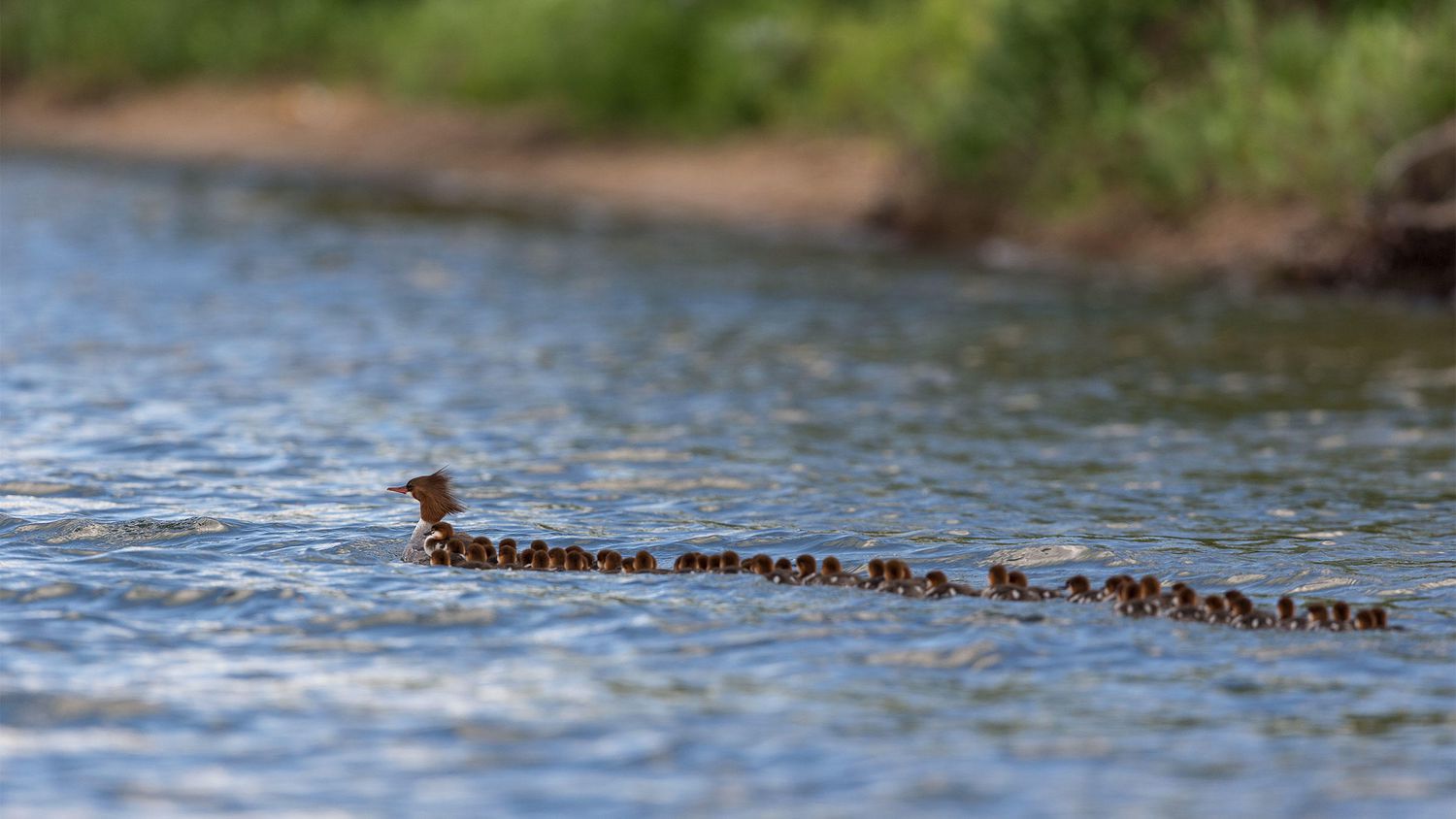 A Minnesota wildlife photographer captures a powerful image of a Merganser raising dozens of babies.