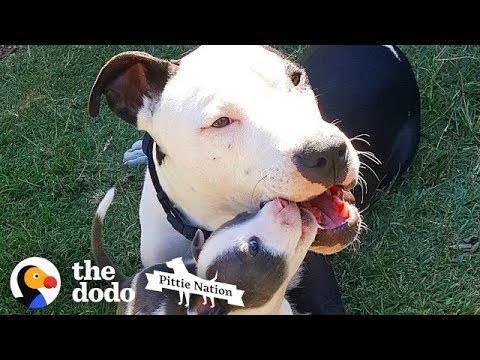 On today’s Pittie Nation, follow Liam, the rescued pit bull, who is completely OBSESSED with tiny puppies. These puppies are all in foster care, so Liam acts...