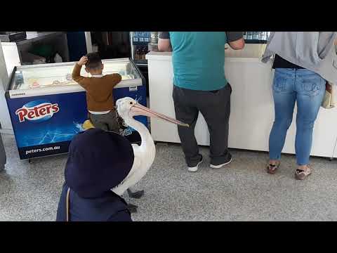 Saw a pelican wander into a fish & chip shop and wait in line in Kiama, NSW.To use this video in a commercial player or in broadcasts, please email licensing...