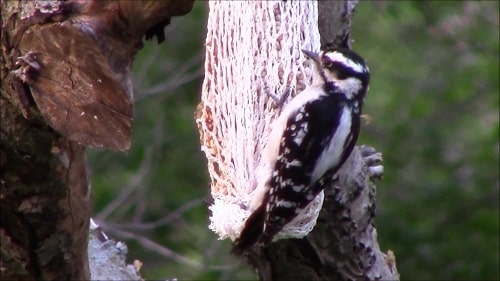 The Downy Woodpecker - Discover their Mating, Nesting, and Feeding Habits When the Breeding Season Begins and More.