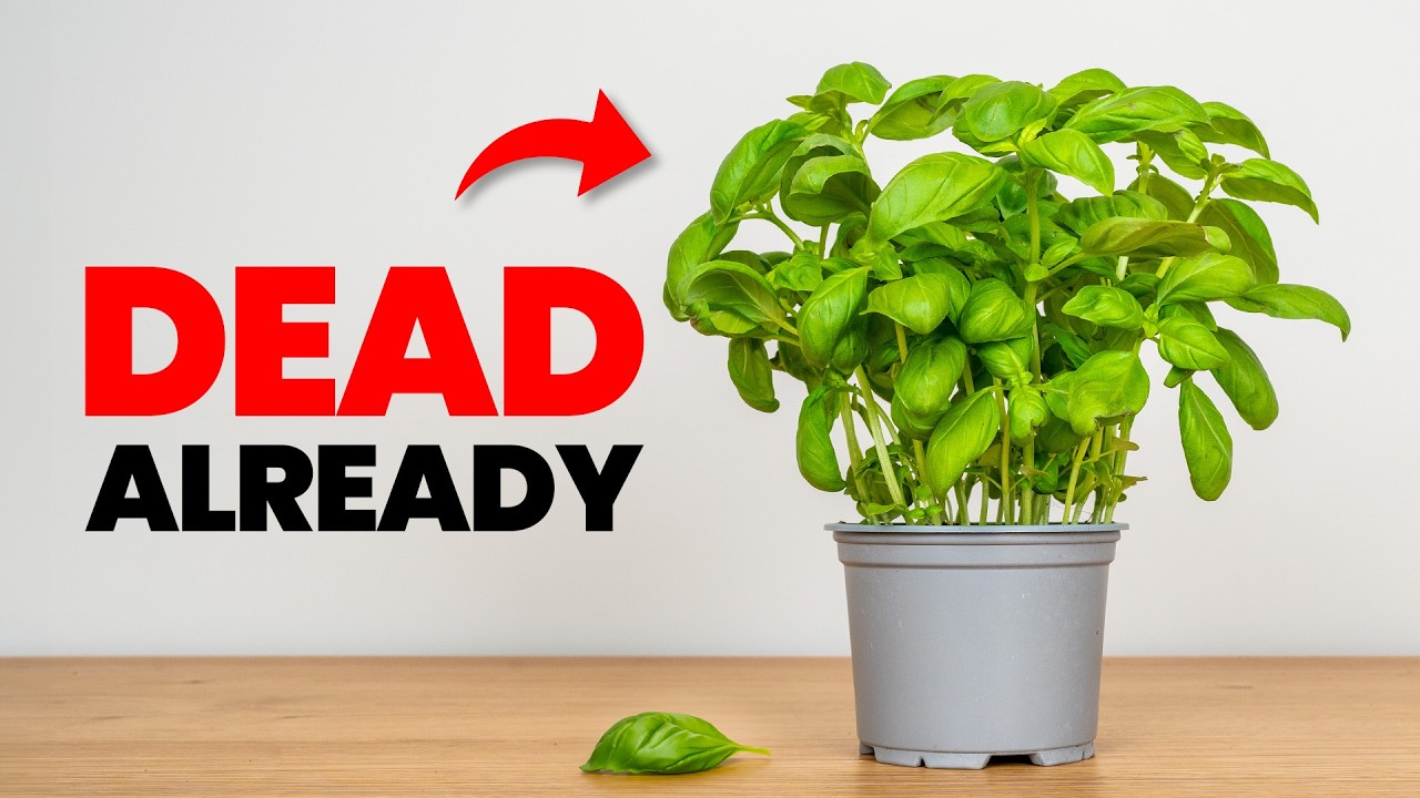 ▸ Download my FREE Plant Parent's Troubleshooting Handbook 👉 https://resources.sheffieldmadeplants.com/handbook▸ Become a better plant parent 👉 https://cou...