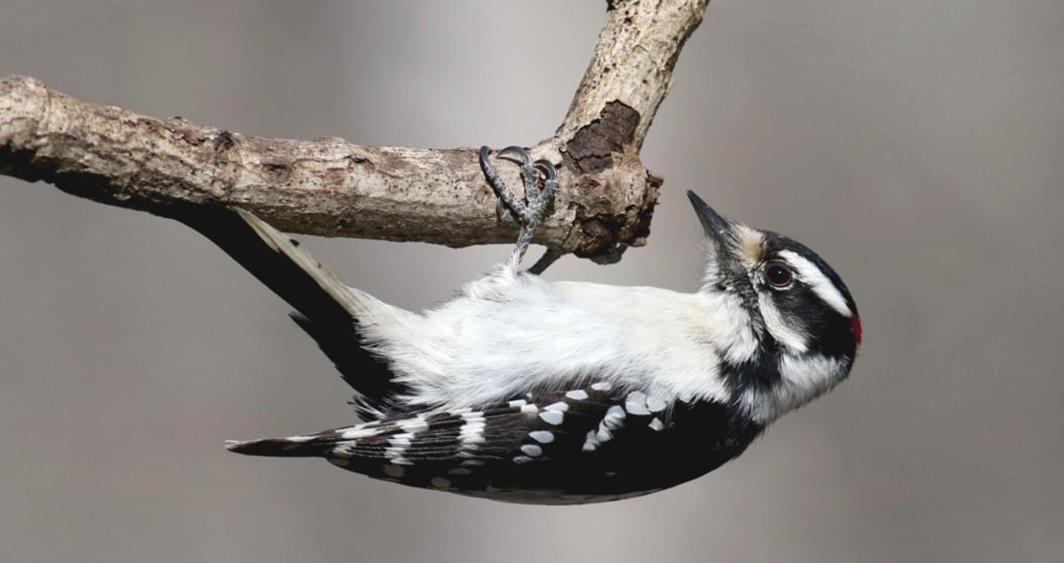 The active little Downy Woodpecker is a familiar sight at backyard feeders and in parks and woodlots, where it joins flocks of chickadees and nuthatches, barely outsizing them. An often acrobatic forager, this black-and-white woodpecker is at home on tiny branches or balancing on slender plant galls, sycamore seed balls, and suet feeders. Downies and their larger lookalike, the Hairy Woodpecker, are one of the first identification challenges that beginning bird watchers master.