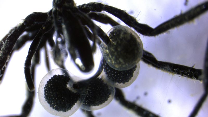 Scientists on the US West Coast say they discovered three previously unknown species of deep-sea spider that could have a rare diet fueled by a common greenhouse gas.