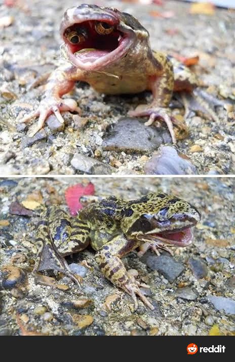 In 1992, photographer Scott Gardner stumbled upon one of nature&rsquo;s strangest anomalies a toad with eyes inside its mouth. Discovered in a backyard in Burlington County, Ontario, this rare macromutation placed the toad&rsquo;s eyes just below the roof of its mouth, forcing it to live with its mouth constantly open. Despite the bizarre condition, the toad led a surprisingly normal life. Nature never ceases to amaze! Photo Credit: Scott Gardner / The Hamilton Spectator Shared via Cerebro Digital