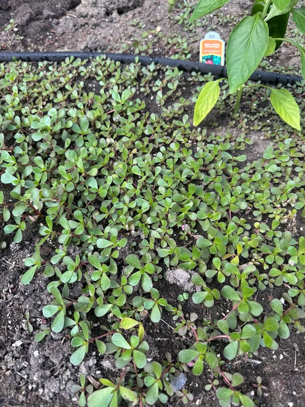 Anyone know for sure if this is purslane or Spurge? Or something else. I thought purslane was more red stems and it grows from one spot and spred out from one point in several directions rather than...