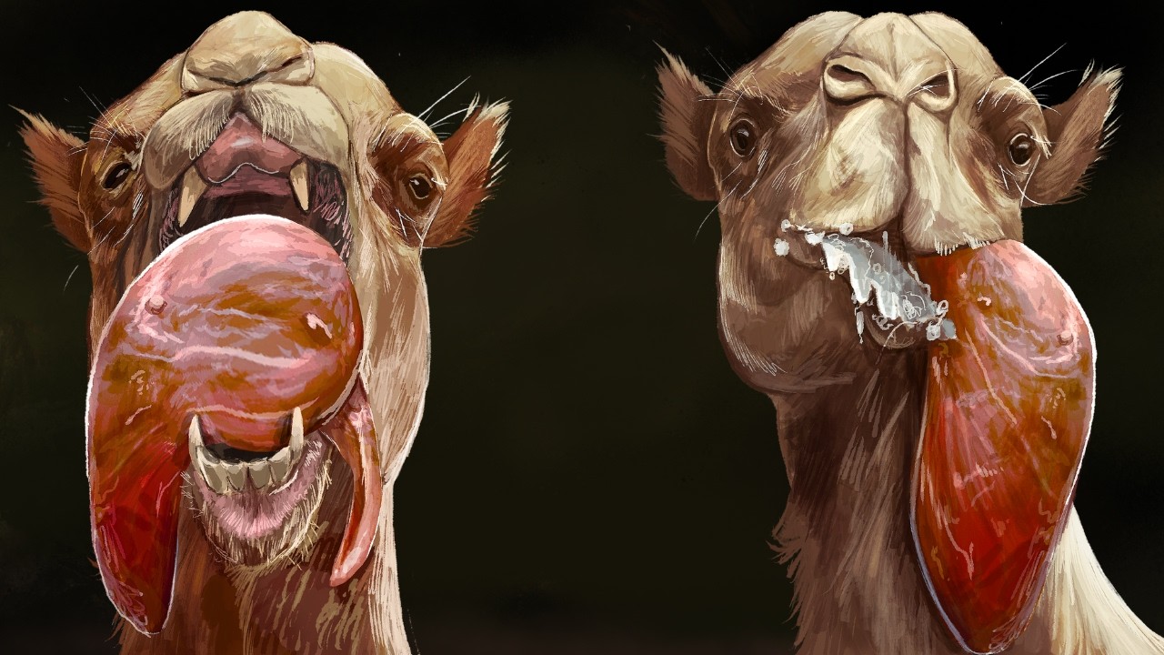 Think you know camels? Think again. They didn’t come from deserts, their humps don't hold water, and they're certainly not the boring pack animal you've hear...